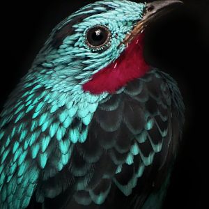 Dec. 2016 - World of the Insect - Spangled Cotinga