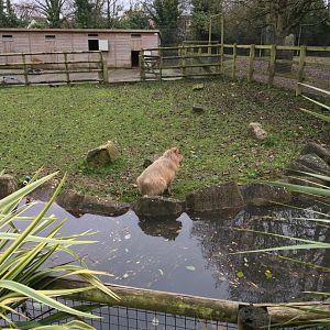 Capybara 081216