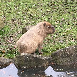 Capybara 081216