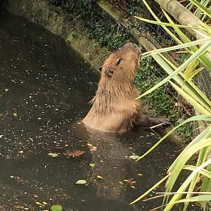 Capybara 081216