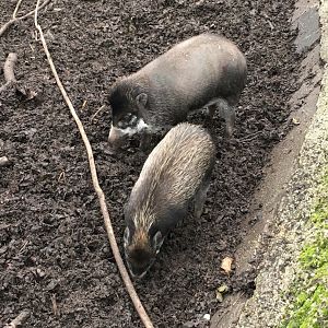 Visayan Warty Pigs 081216