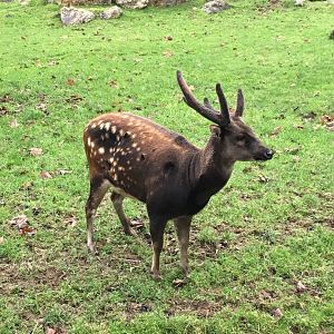 Philippine Spotted Deer 081216