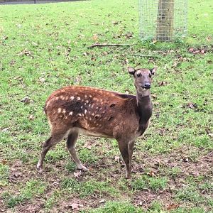 Philippine Spotted Deer 081216