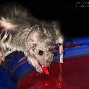 Dec. 2016 - Night Hunters - Common Vampire Bat