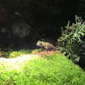 Oriental Fire-bellied Toad 081216