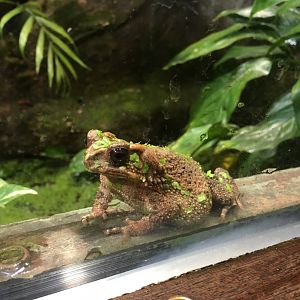 Bony-headed Toad 081216