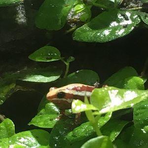 Phantasmal poison dart frog 081216