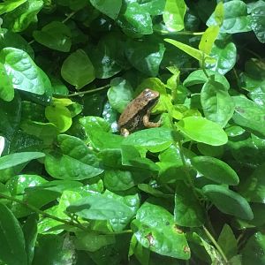 Trinidad stream frog 081216