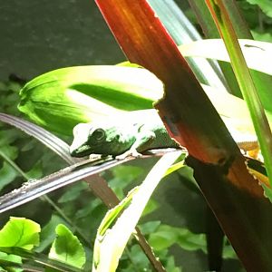 Electric blue day gecko (Lygodactylus williamsi) 081216
