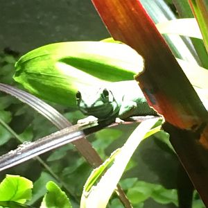Electric blue day gecko (Lygodactylus williamsi) 081216