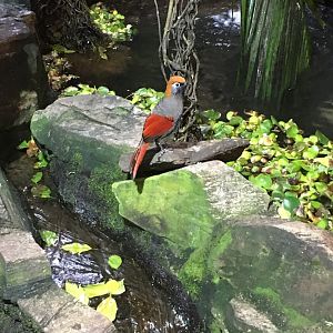 Red-tailed laughingthrush 121216