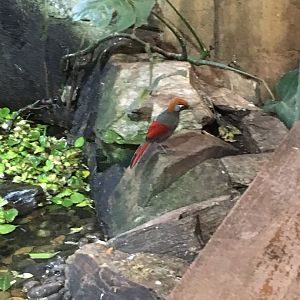 Red-tailed Laughingthrush 121216