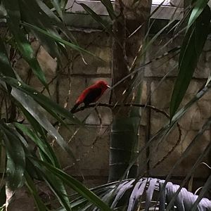 Brazilian tanager 121216