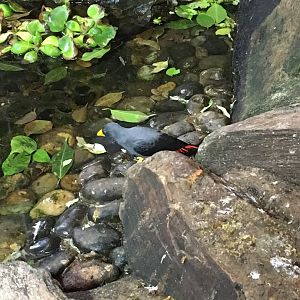 Grosbeak starling 121216