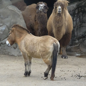 Dec. 2016 - Wildlife Canyon - Przewalski's Horse and Bactrian Camels