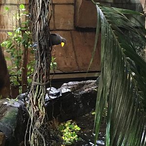 Grosbeak starling 121216