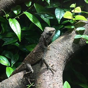 Brown prickle-nape dragon 121216