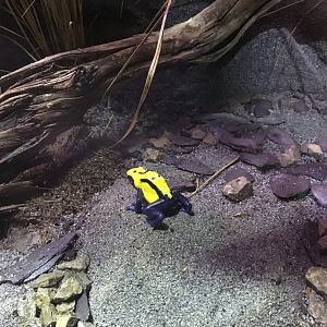 Dyeing poison dart frog 121216