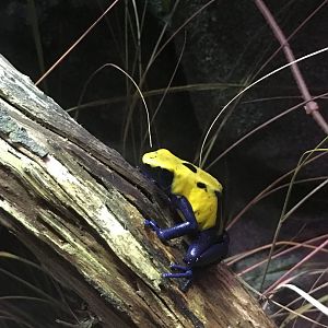 Dyeing poison dart frog 121216