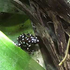 Maranon poison dart frog 121216