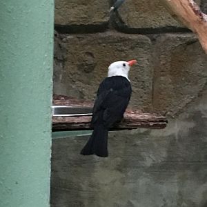 White-headed bulbul 121216