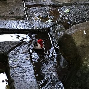 Red-cowled cardinal 121216