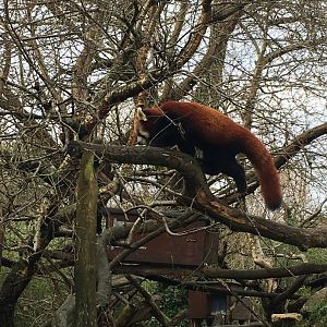 Red panda 121216