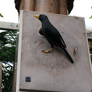 Grosbeak starling 121216