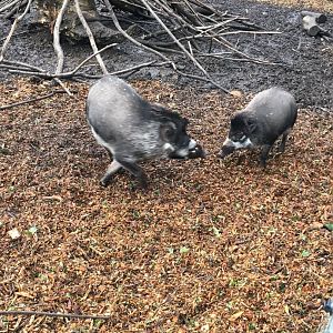 Visayan warty pigs 121216