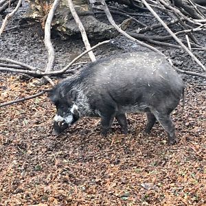 Visayan warty pig 121216