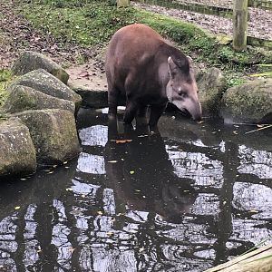 Brazilian tapir 121216
