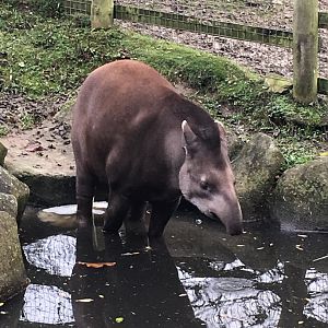 Brazilian tapir 121216