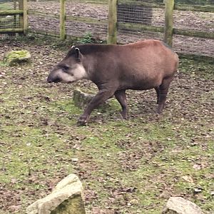 Brazilian tapir 121216