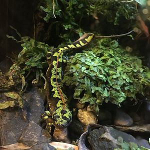 Marbled newt 121216