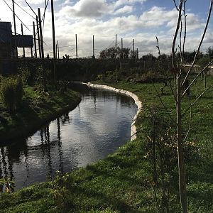 Gibbon Forest 051116