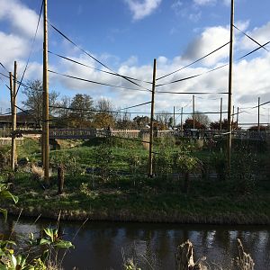 Gibbon Forest 051116