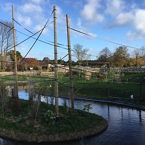 Gibbon Forest 051116