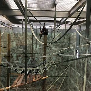 Gibbon Forest 051116