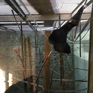 Gibbon Forest 051116