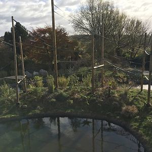 Gibbon Forest 051116