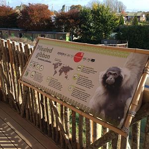 Gibbon Forest 051116