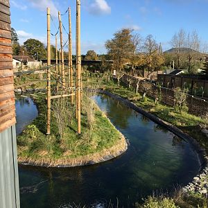 Gibbon Forest 051116