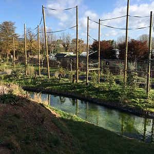 Gibbon Forest 051116