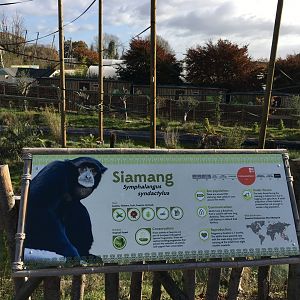 Gibbon Forest 051116