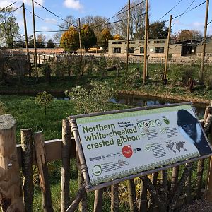 Gibbon Forest 051116