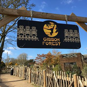 Gibbon Forest 051116
