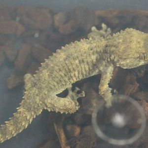 Tarentola mauritanica