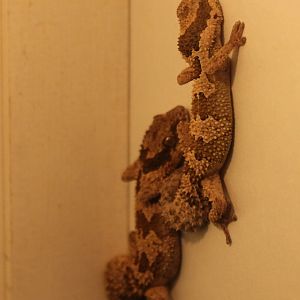 Pachydactylus rugosus