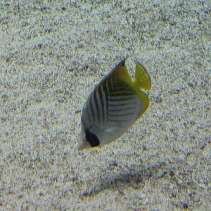Threatfin butterflyfish