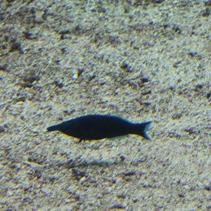 Bird wrasse